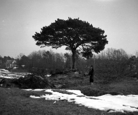 Kathinka Wiborg foran treet på Lindtveit i 1928